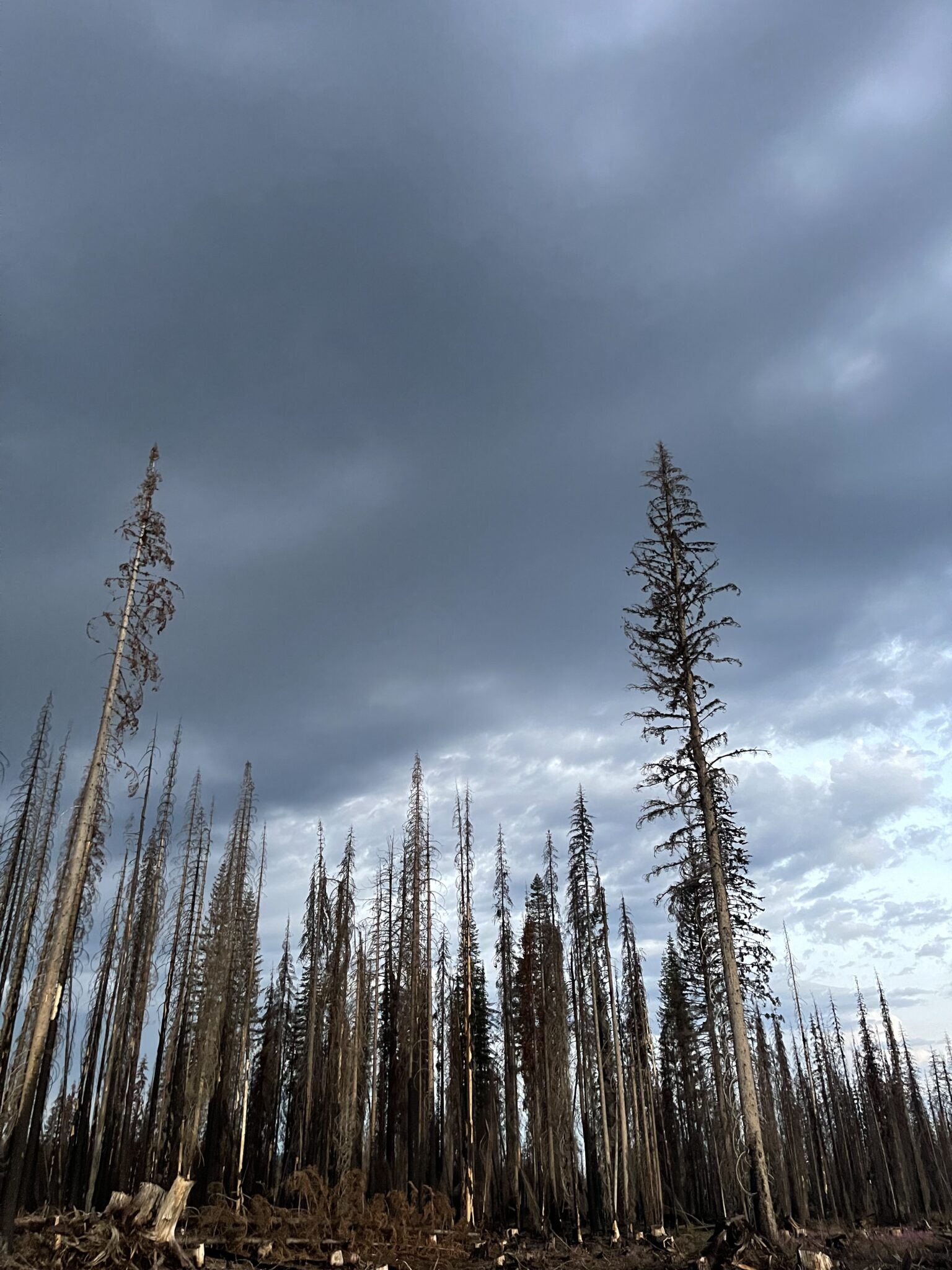 A bunch of trees burned from a fire.