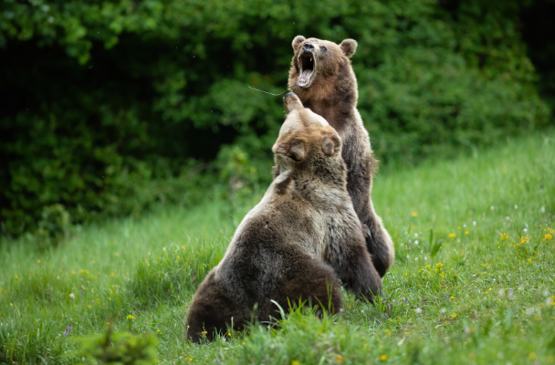 Two bears fighting