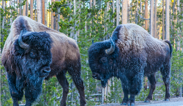 two buffalo walking on road